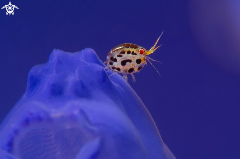 Photo by Yatwaiso Photo by Yatwaiso