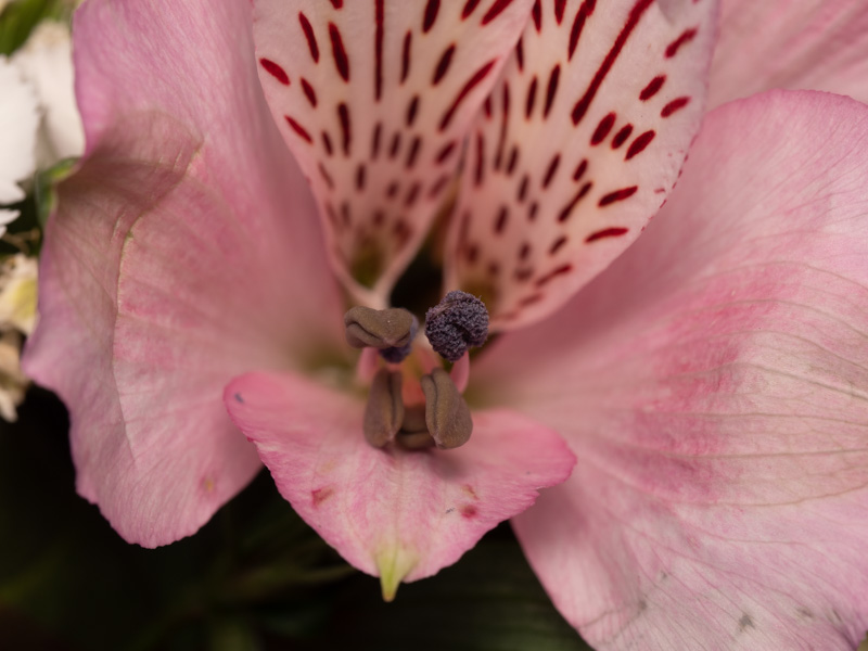 Hi res photo taken of a flower. OM-D E-M1 MK II, 60mm F2.8 Macro lens.