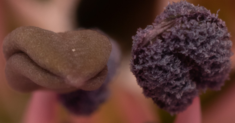 Crop of heavily zoomed in hi res photo of a flower. OM-D E-M1 MK II, 60mm F2.8 Macro lens.