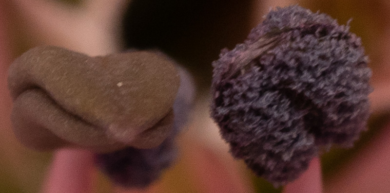 Crop of heavily zoomed in normal res photo of a flower, for comparison. OM-D E-M1 MK II, 60mm F2.8 Macro lens.