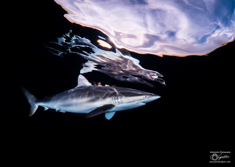 Shark Photo by Lynn Wu. OM-D E-M1 Mark II, Oly 8mm F1.8 fisheye. F11, 1/200, ISO 640.