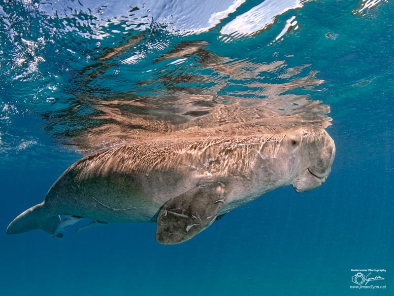 Manatee Photo by Lynn Wu. OM-D E-M1 Mark II, Oly 8mm F1.8 fisheye. F11, 1/125, ISO 500.