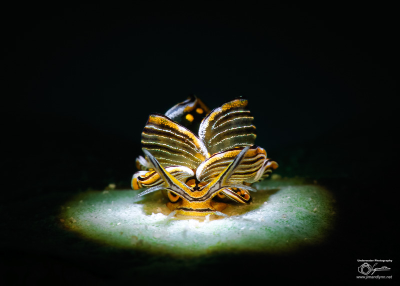 Nudibranch photo by Lynn Wu. OM-D E-M1 Mark II, Olympus 60mm macro lens. F18, 1/200, ISO 200.