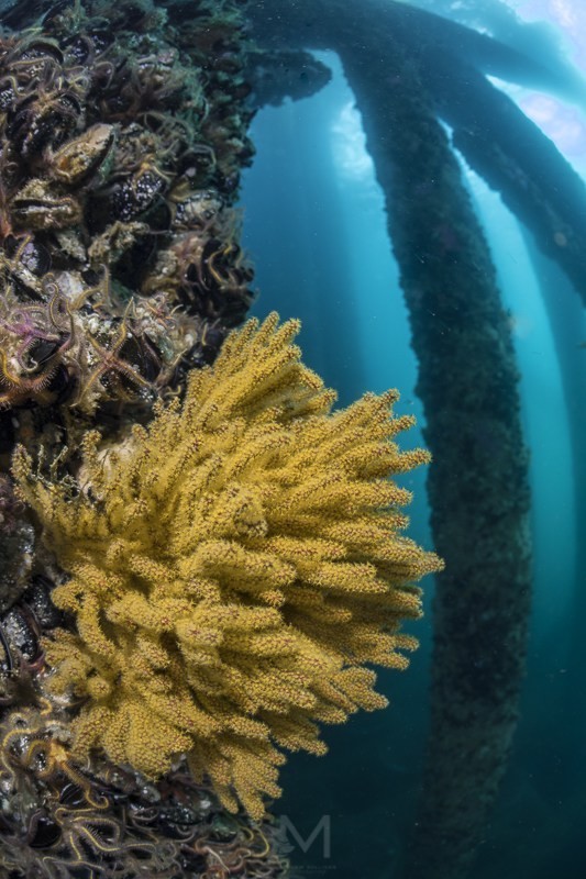 A coldwater gorgonian attached to a piling of the Eureka Oil Rig off Southern California. Not the most exciting of scenes but it shows the potential for the dynamic range in the D850. I definitely could've pulled more details from the shadows as there is plenty of detail there and the highlights aren't blown. Nikon D850, Nauticam Housing, Nikonos 13mm, 2x Retra Flash w/Wide angle diffusers on 1/4 power. 1/15, f5.0, ISO 320 - Matt Sullivan