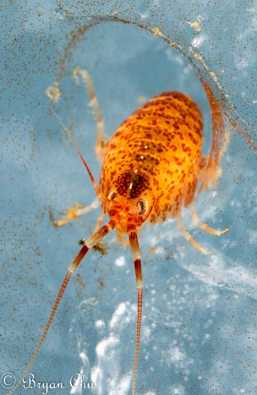 Amphipod in the ice. Olympus OM-D E-M1, 2x Sea & Sea YS-D1 strobes, Olympus 60mm F2.8 macro lens, Nauticam housing, Light & Motion Sola 1200 photo light. F/13, 1/100 s, ISO 250.