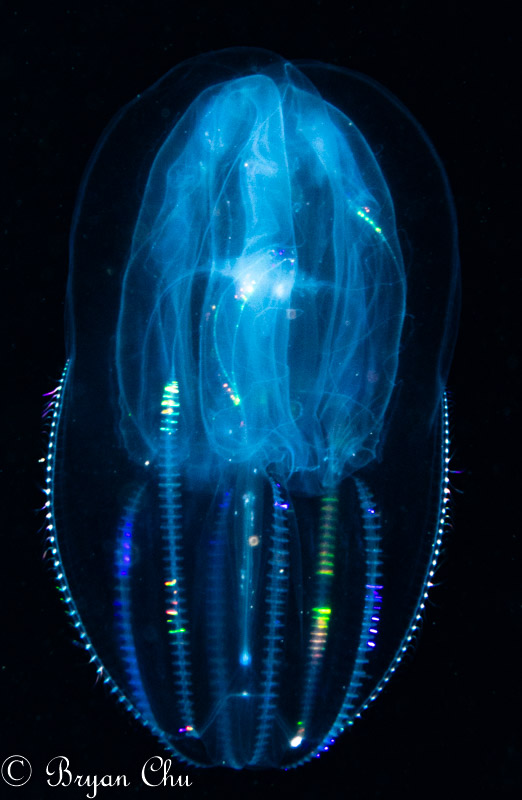 Comb jelly. Olympus OM-D E-M1, 2x Sea & Sea YS-D1 strobes, Olympus 60mm F2.8 macro lens, Sola 1200 photo light, Nauticam housing. F/22, 1/200 s, ISO 400.