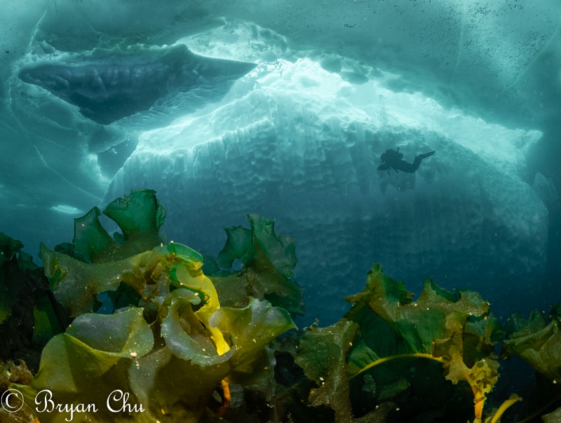 Kelp in front of iceberg. Olympus OM-D E-M1, 1x Sea & Sea YS-D1 strobe (from above), Olympus 8mm F1.8 Fisheye lens, Nauticam housing. F/5.0, 1/100 s, ISO 640.