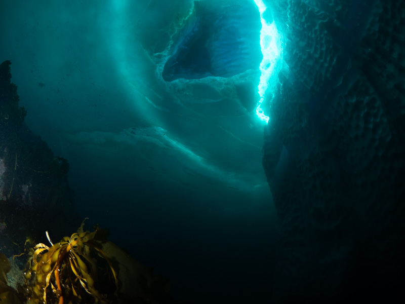 Kelp attempt. Olympus OM-D E-M1, Olympus 8mm F1.8 Fisheye, 1x Sea & Sea YS-D1 strobe (from the side). F/5.0, 1/100 s, ISO 400.