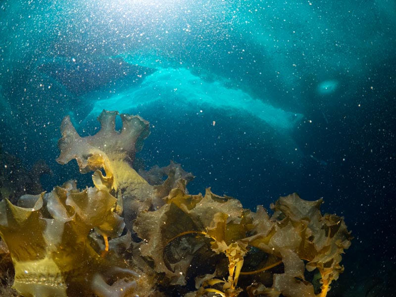 Backscatter with a bit of kelp and iceberg. F/11, 1/100 s, ISO 640.