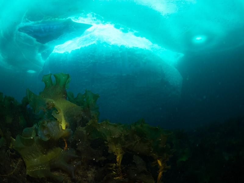 Kelp with lower f-stop and downward-facing strobe moved higher up. F/5.0, 1/100 s, ISO 640.