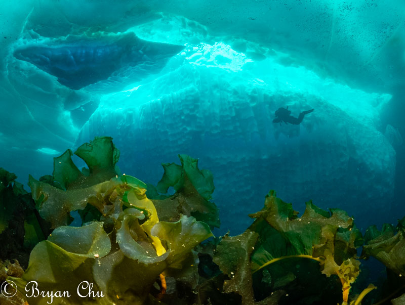 My processed photo with all the blue and aqua. Olympus OM-D E-M1, 1x Sea & Sea YS-D1 strobe (from high above) Olympus 8mm F1.8 Fisheye, Nauticam Housing. F/5.0, 1/100 s, ISO 640.
