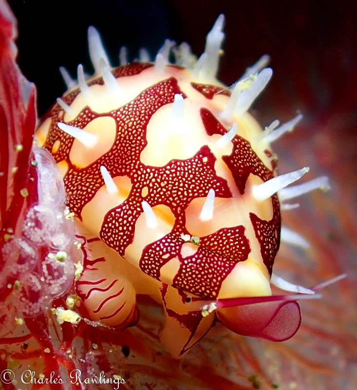 Ovulid with eggs by Charles Rawlings. Olympus TG-5 in microscope mode, Olympus housing, Sola 1200 photo light. Lens@18mm, 1/250 sec, f/4.9, ISO 100.