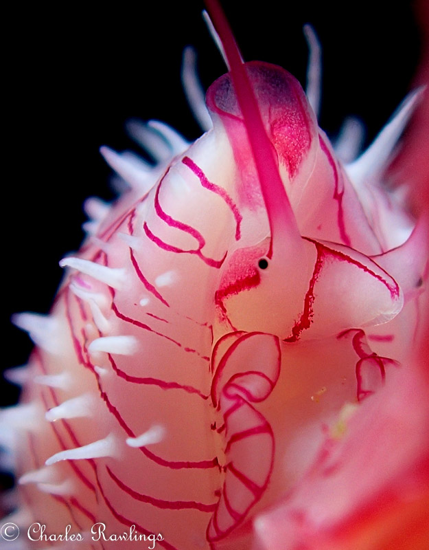 Ovulid by Charles Rawlings. Olympus TG-5 in microscope mode, Olympus housing, Sola 1200 photo light. Lens@18mm, 1/400 sec, f/4.9, ISO 100.