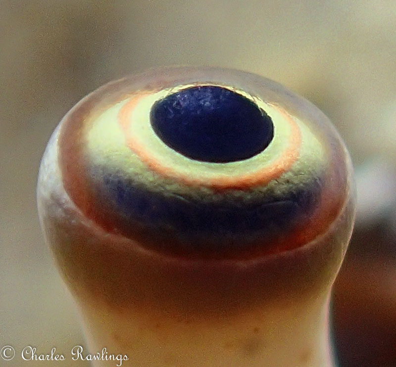 Eye by Charles Rawlings. Olympus TG-5 in microscope mode, Olympus housing, Sola 1200 photo light. Lens@18mm, 1/500 sec, f/4.9, ISO 100.