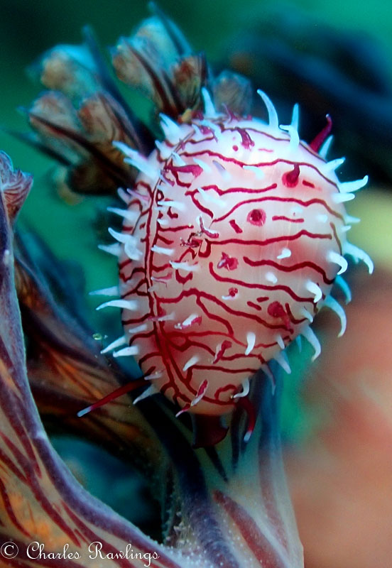 Peppermint by Charles Rawlings. Olympus TG-5 in microscope mode, Olympus housing, Sola 1200 photo light. Lens@18mm, 1/40 sec, f/4.9, ISO 100.