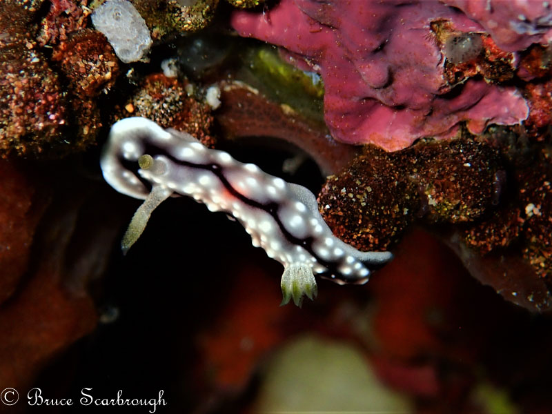 Nudibranch photo by Bruce Scarbrough. Olympus TG-5 in microscope mode, Olympus Housing, Sola 3000 Video Light. 16.5mm focal length, 1/100 sec, f/14, ISO 200.