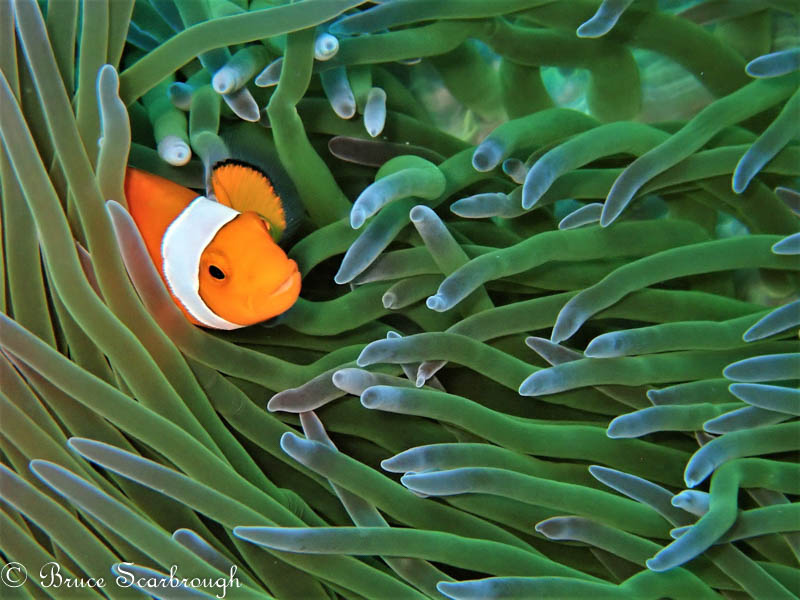 Clownfish photo by Bruce Scarbrough. Olympus TG-5 in UW wide mode, Olympus Housing, Sola 3000 Video Light. 18mm focal length, 1/200 sec, f/6.3, ISO 250.