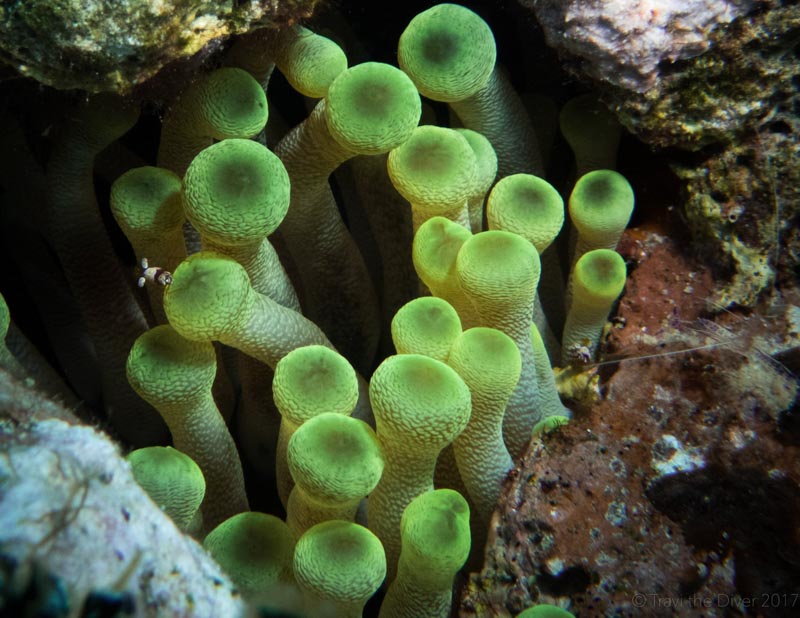 Macro photo by Travis McElveen. Olympus TG-5 in microscope mode, Olympus housing, dual YS-03 strobes. 18mm focal length, 1/200 sec, f/6.3, ISO 200.