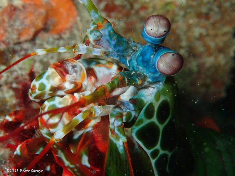 Mantis shrimp by Tom Caruso. Olympus TG-5 in microscope mode, Olympus housing, built-in flash. 18mm focal length, 1/100 sec, f/18, ISO 800.