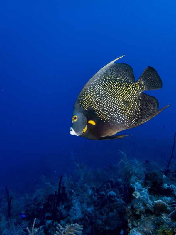 Fish photo by Travis McElveen. Olympus TG-5, Olympus housing, Kraken KRL-02 wet wide angle lens, Dual Sea & Sea YS-03 strobes. 4.5mm focal length, 1/400 sec, f/2.8, ISO 100.