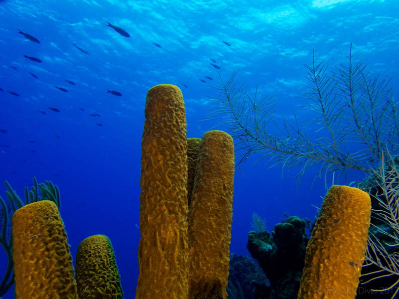 Sponge photo by Travis McElveen. Olympus TG-5, Olympus housing, Kraken KRL-02 wet wide angle lens, Dual Sea & Sea YS-03 strobes. 4.5mm focal length, 1/400 sec, f/2.8, ISO 100.