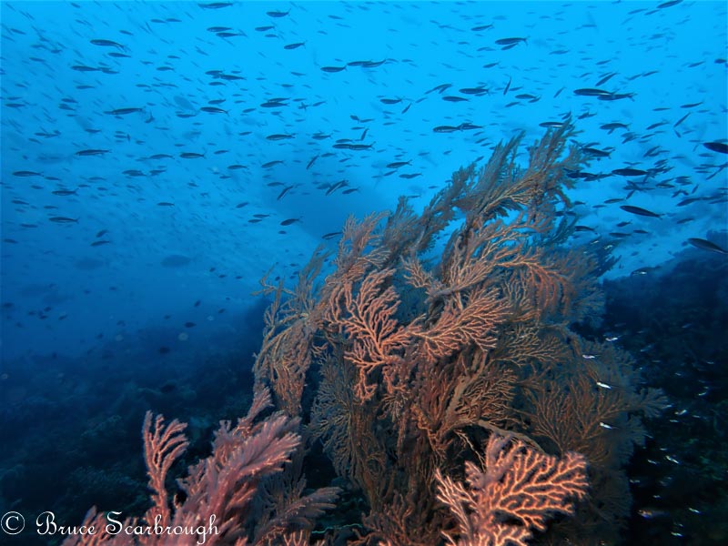 Reefscape photo by Bruce Scarbrough. Olympus TG-5, Olympus housing, Sola 3000 video light. 4.5mm focal length, 1/320 sec, f/2.8, ISO 100.