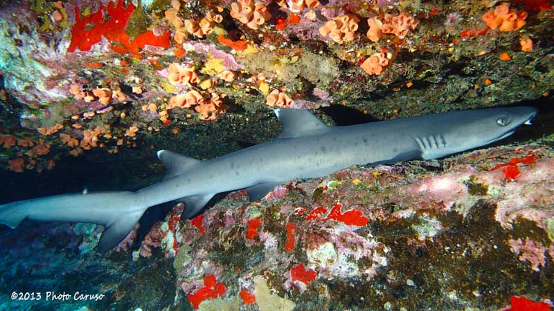 Whitetip shark in Maui. TG-2 pre-production model in PT-053 housing, dual UFL-02 strobes. 4.5mm focal length (25mm full frame eq), 1/30 sec, f/8, ISO 200.