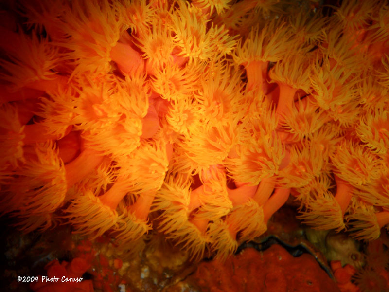 Anemones. Olympus Stylus Tough 8000, internal flash. 28mm full frame eq focal length, 1/60 sec, f/3.5, ISO 64.