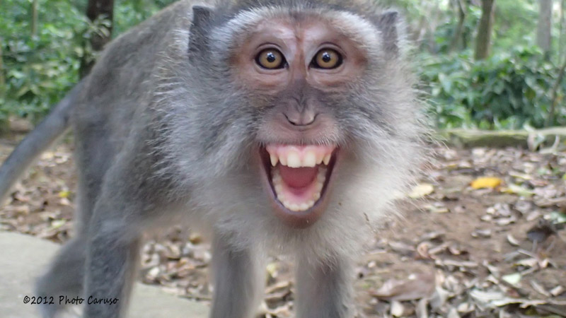 Monkey in Bali, Indonesia. TG-1 with internal flash.