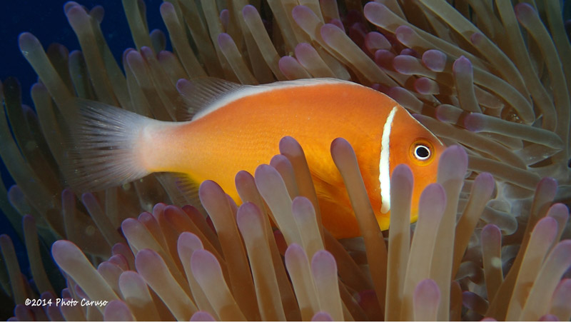 Anemone fish in Fiji. TG-3, PT-056 housing, dual UFL-02 strobes. 15.4mm focal length (85mm full frame eq), 1/80 sec, f/18, ISO 100.