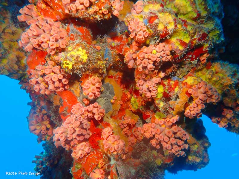 Anemones in Tortola, BVI. TG-4, Olympus PT-056 housing, dual UFL-02 strobes. 4.5 mm focal length (25 mm full frame eq), 1/30 sec, f/8, ISO 200.