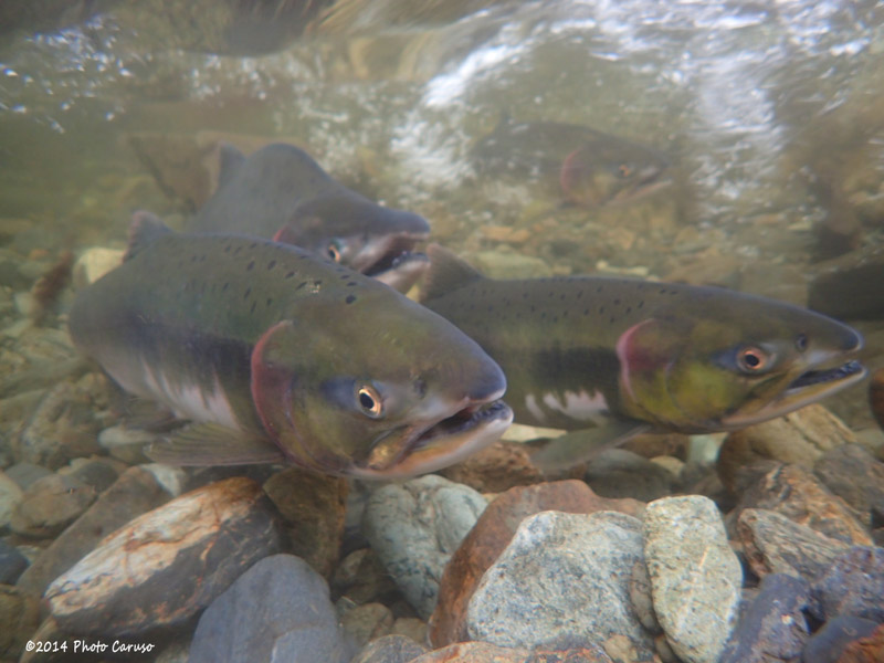 Salmon run in Alaska. TG-3, FCON-T01 fisheye lens adapter. 4.5mm focal length (25mm full frame eq), 1/60 sec, f/2, ISO 100.