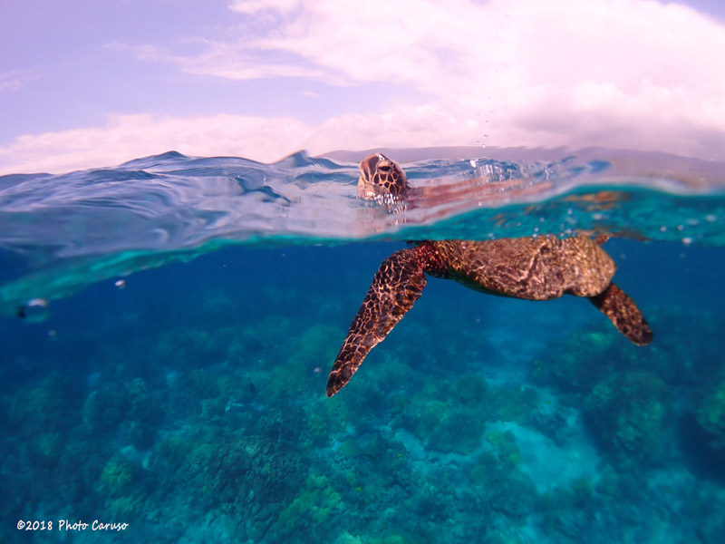 Green sea turtle breathing at surface in Kona, Hawaii. TG-5, Olympus PT-058 housing, UWL-04 wet wide angle fisheye lens. 5.14mm focal length (28mm full frame eq), 1/1000 sec, f/3.2, ISO 100.