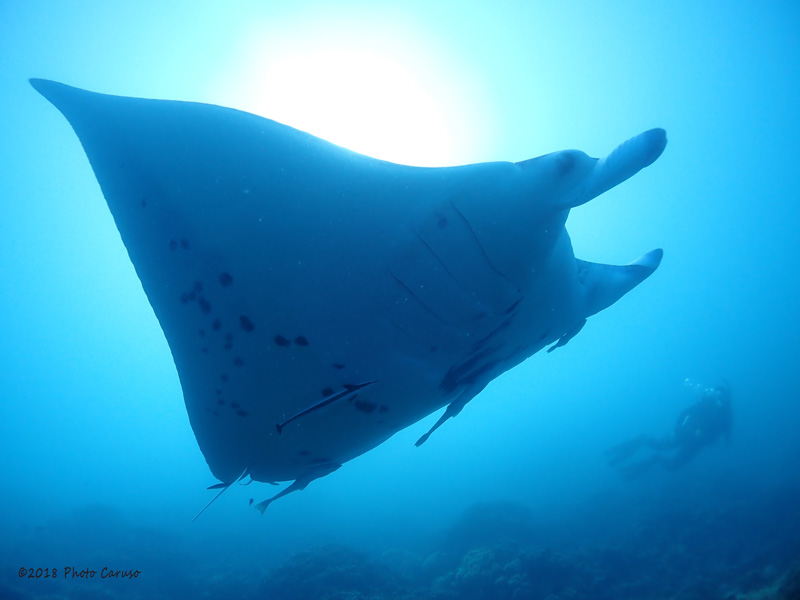 Manta ray in Bora Bora. TG-5, Olympus PT-058 housing, iTorch Pro6+ video light, UWL-04 wet wide angle fisheye lens. 5.14mm focal length (28 mm full frame eq), 1/320 sec, f/3.2, ISO 100.