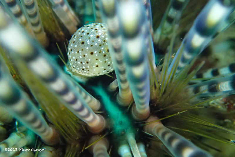 Sea urchin close-up in Maui. TG-2 preproduction model, Olympus PT-053 housing, dual UFL-02 strobes. 18mm focal length (100mm full frame eq), 1/100 sec, f/14, ISO 800.