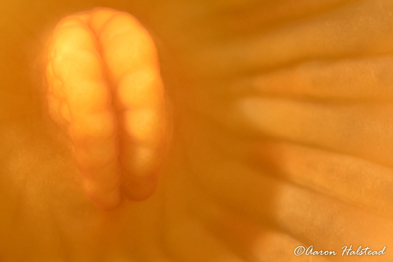 A 100% crop from the above image showing the amount of detail and resolution.