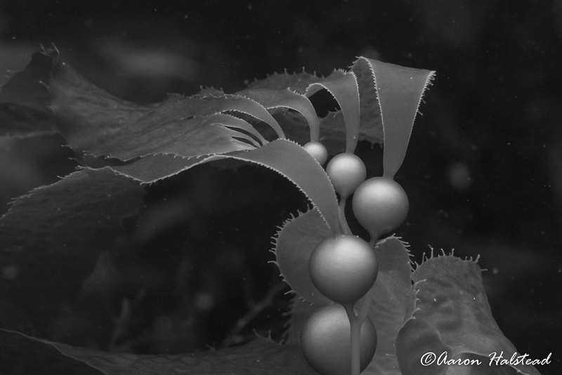 Experimenting with auto-iso and ambient light gives surprising detail at ISO 4000.