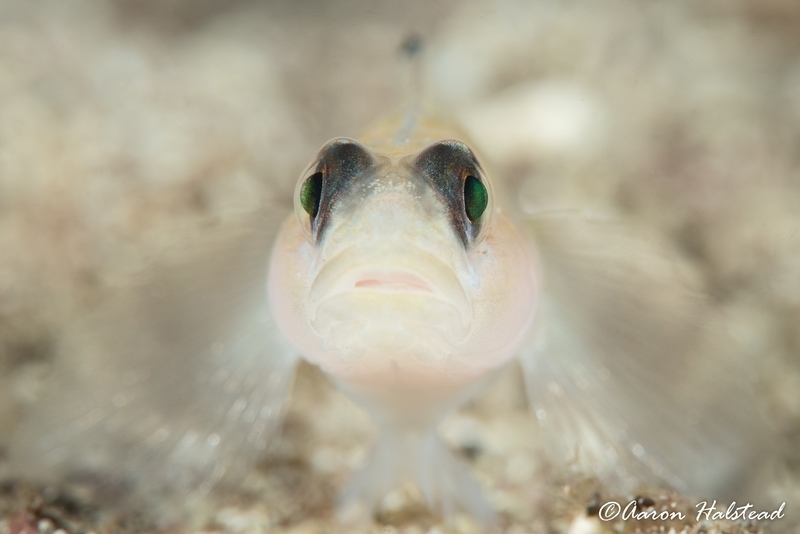 Shooting in murky water, and under a canopy of kelp, the D850 was able to lock focus on the eyes of this shy goby without the aid of a focus light.