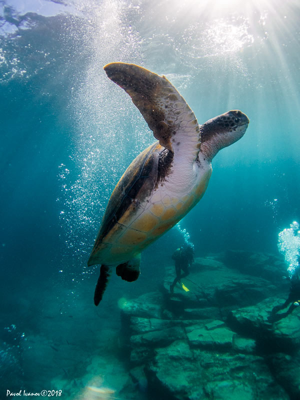 Turtle with scuba divers in the background. Olympus TG-5, Olympus housing, UWL-04 wet wide angle lens, iDiving video lights. 5.5mm focal length, ISO 200, 1/640 sec, f/3.2, EV -0.3.