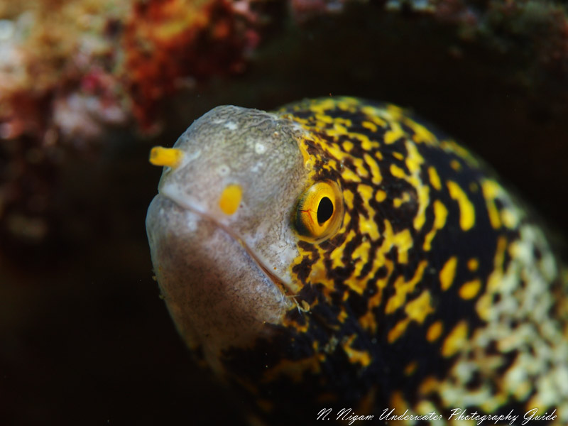 Eel photo. Olympus E-PM1, Olympus 60mm Macro lens. 1/160 sec, f/5.6, ISO 200.