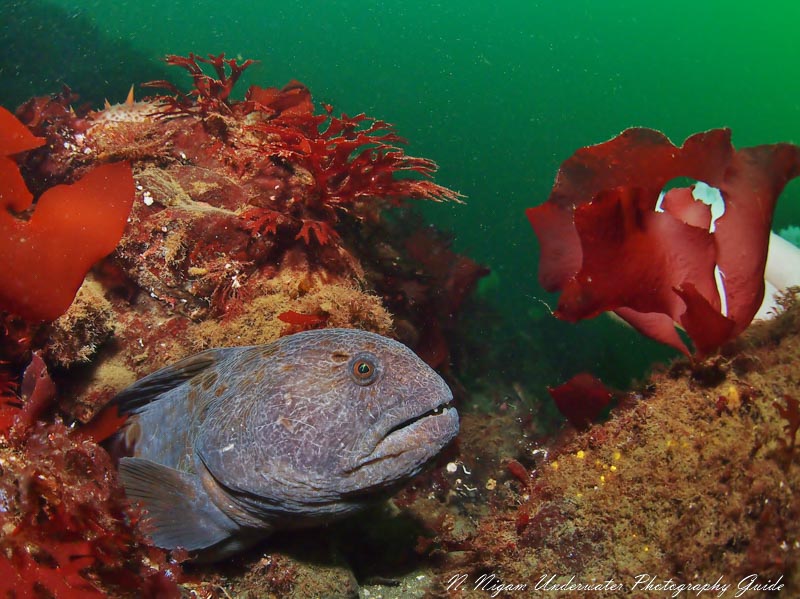 As seen in this photo, wolf eels tend to prefer medium sized substrate with good holes for hiding in. Flagpole, Hood Canal, Washington. Olympus E-PM1, Panasonic 8mm Fisheye lens. 1/160 sec, f/7.1, ISO 400.