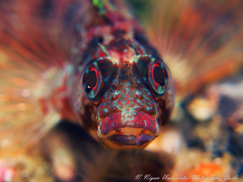 Although not a true eel, this photograph of an island kelpfish in Anacapa Island, California shows the whimsical look that can be captured when shooting from directly in front. Olympus E-PM1. 1/160 sec, f/5.6, ISO 200.