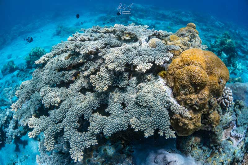 Coral. Sony RX100 V, Nauticam housing, 2x INON D-2000 strobes, INON fisheye lens with dome.