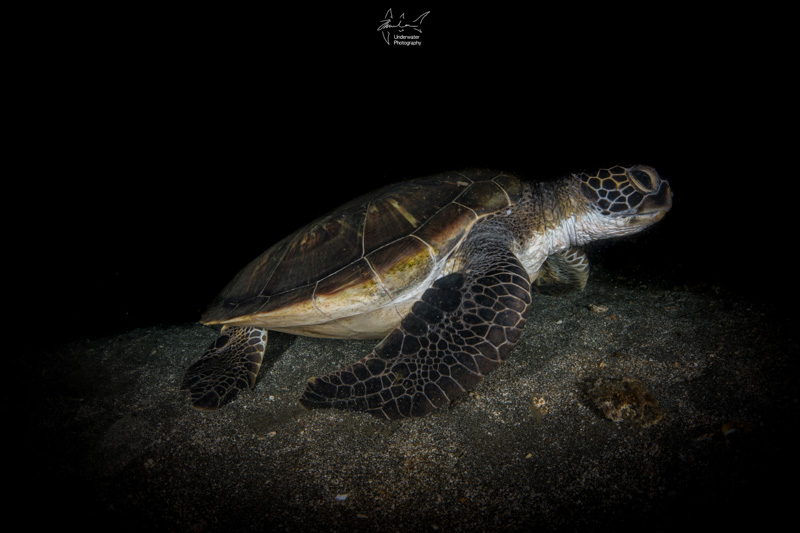 Turtle under the wreck. Sony RX100 V, Nauticam housing, 2x INON D-2000 strobes, INON fisheye lens with dome.
