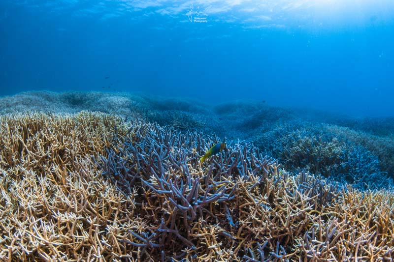 Corals. Sony RX100 V, Nauticam housing, 2x INON D-2000 strobes, INON fisheye lens with dome.