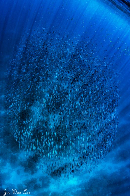 Schooling fish. Sony RX100 V, Nauticam housing, INON fisheye lens with dome. 1/200 sec, f/7.1, ISO 200