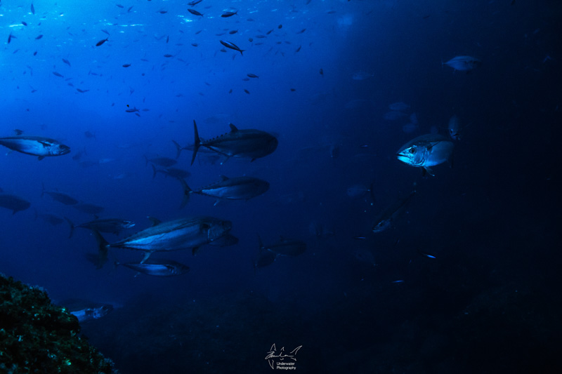 Tuna at Maguro Ana (“Tuna Hole”). Sony RX100 V, Nauticam housing, 2x INON D-2000 strobes, INON fisheye lens with dome.