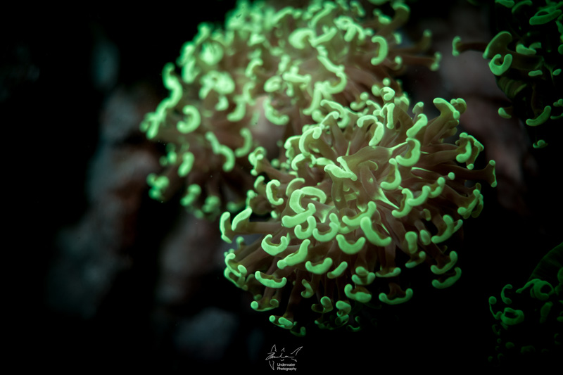 Fluorescent Diving. Sony RX100 V, Nauticam housing, 2x INON D-2000 strobes with Glowdive blue filters, 67mm yellow filter.