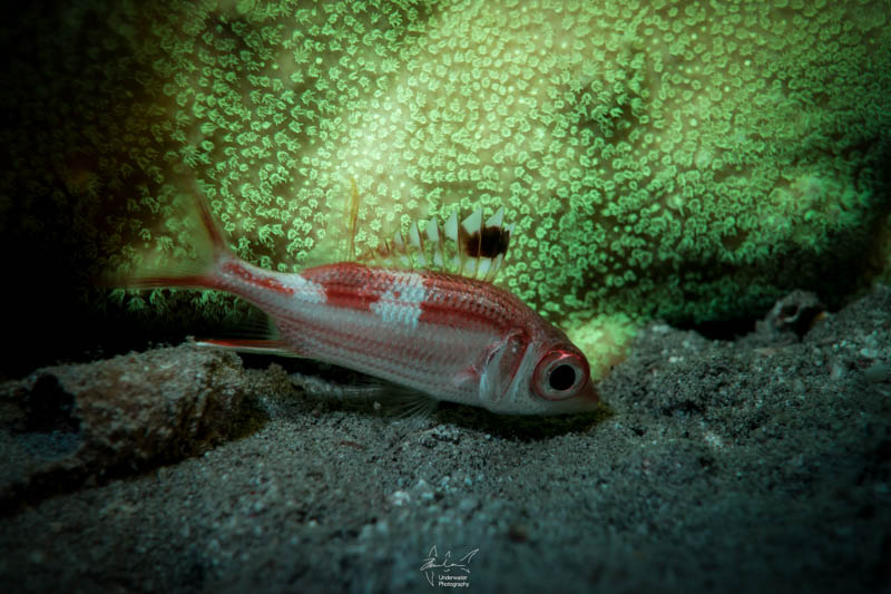 Fluorescent Diving. Sony RX100 V, Nauticam housing, 2x INON D-2000 strobes with Glowdive blue filters, 67mm yellow filter.