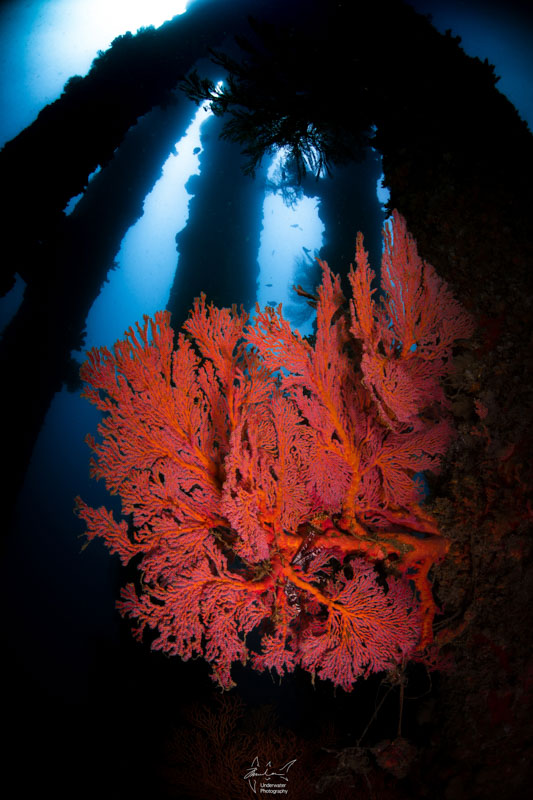 Sea fan at a protected jetty which was a “sea fan paradise.”